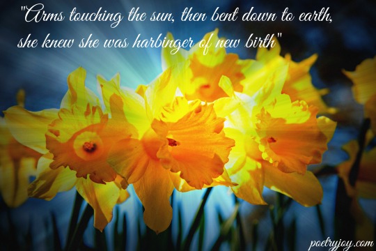daffodils in Spring PJ file pin image