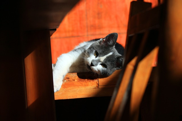 cat- yielding to rest PJ