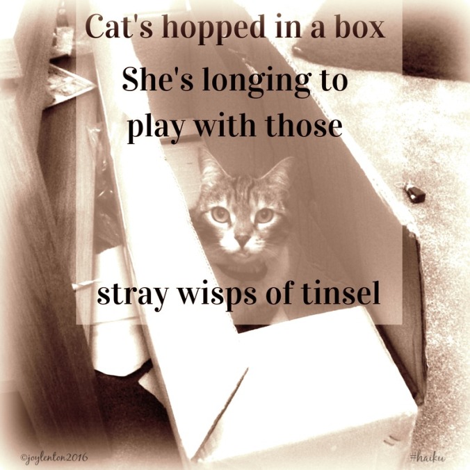 haiku-cat-in-a-box-pj