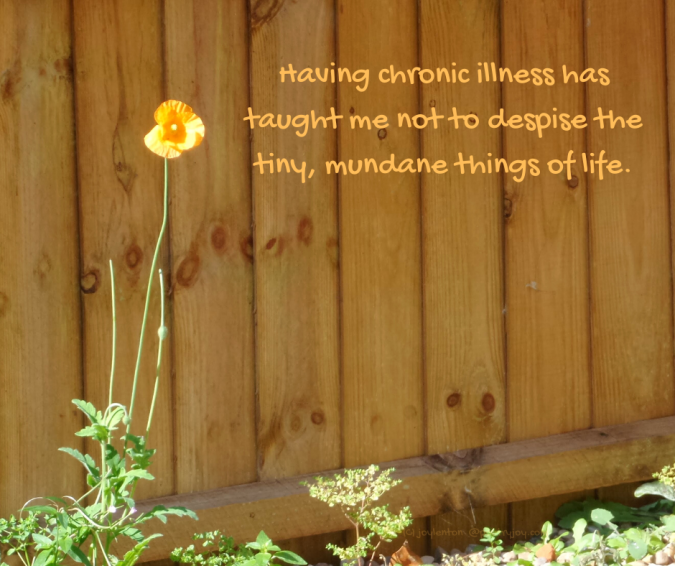window - longings - solo poppy - wooden fence - having chronic illness quote (C) joylenton @poetryjoy.com