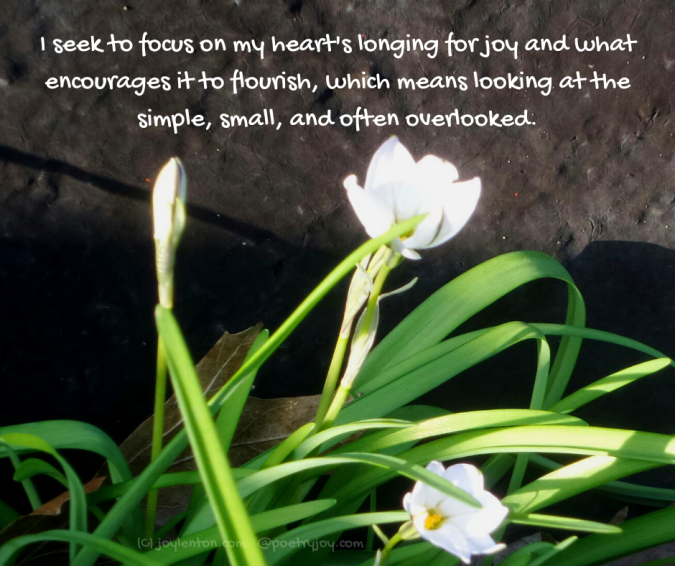 window - wildflowers - I seek to focus on my heart's longing for joy quote (C) joylenton @poetryjoy.com