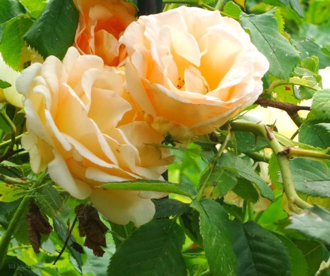 summer - roses - leaves - the joy of it lives on in our memories (C) joylenton @poetryjoy.com
